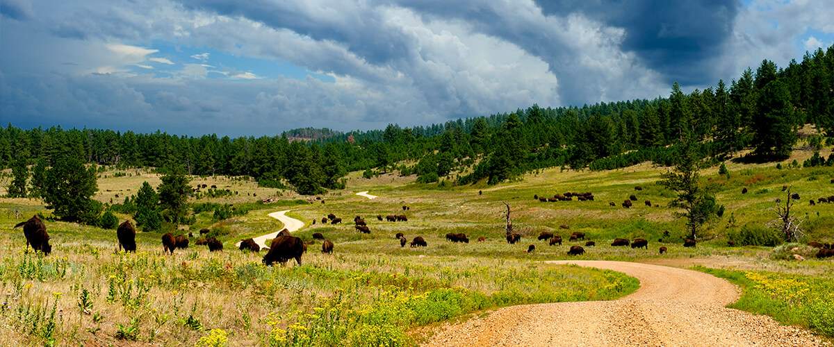 Bison herd in Custer State Park